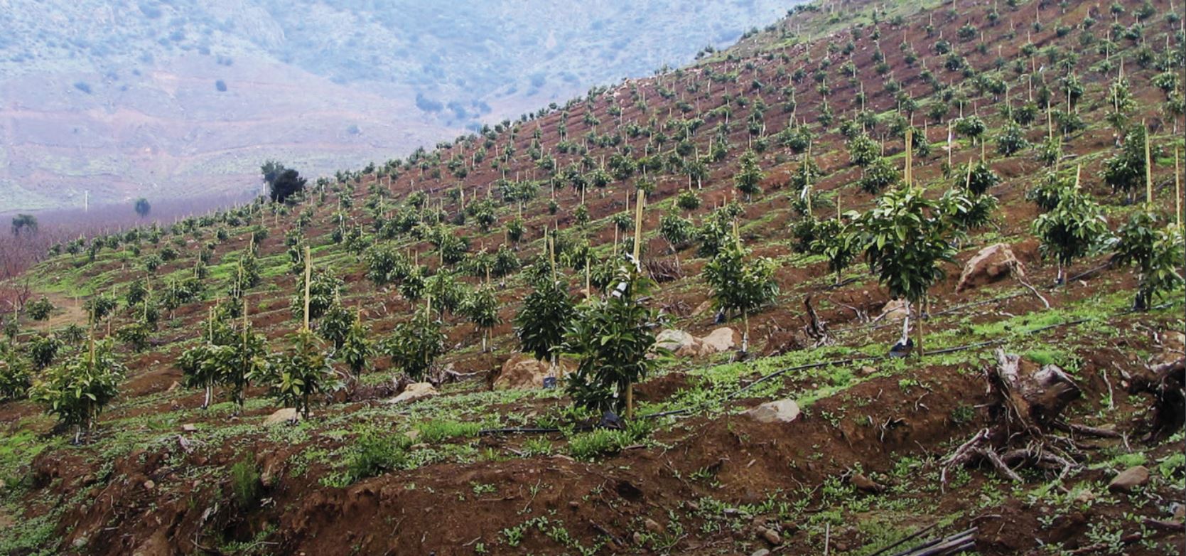 Cultivo de paltos en Chile